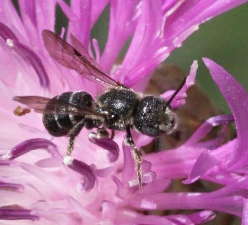 Heriades sp.